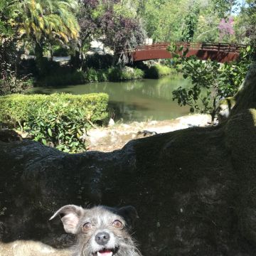 Mariana Q. - Leiria - Dog Hotel