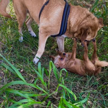 Filipe Tomé - Ílhavo - Pet Sitting e Pet Walking