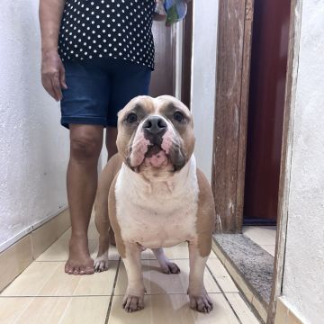 Júlia Pet sitting Apelação - Loures - Pet Sitting