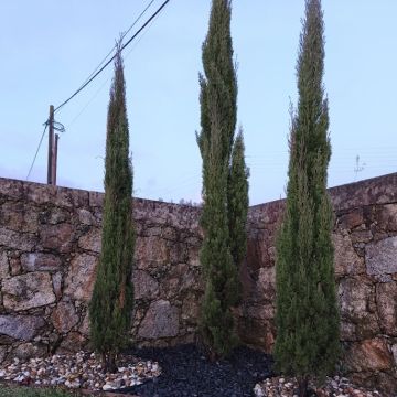 Duarte Sousa - Vila Verde - Nettoyage de toiture