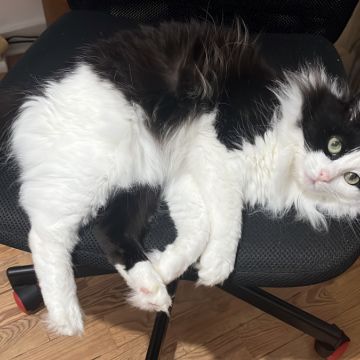 Filipe Tomé - Ílhavo - Cat Sitting