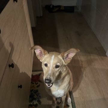 Júlia Pet sitting Apelação - Loures - Pet Sitting