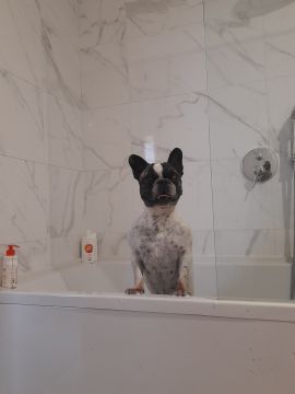 Rita'nRoll - Loures - Dog Sitting
