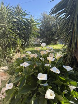 Jardinagem - Jardinagem e Relvados