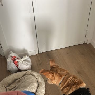 Júlia Pet sitting Apelação - Loures - Cuidados para Animais de Estimação