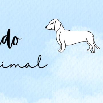 Cuidado Animal - Loures - Dog Walking