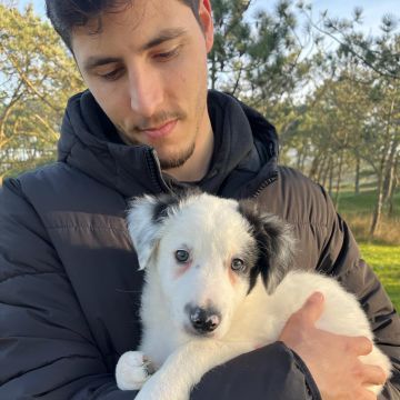 António Franco - Lisboa - Dog Walking