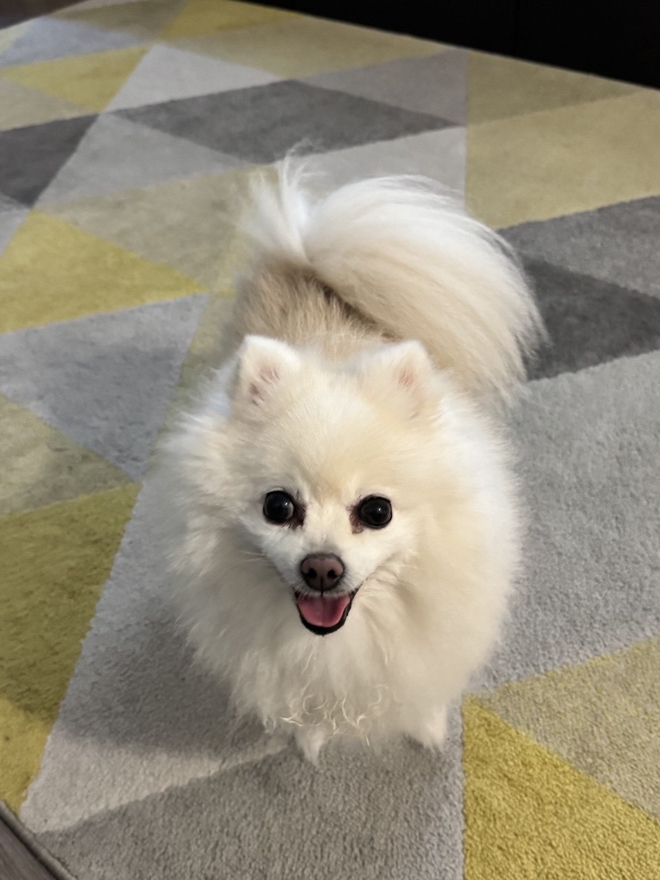 Anastasiia - Lisboa - Pet Sitting