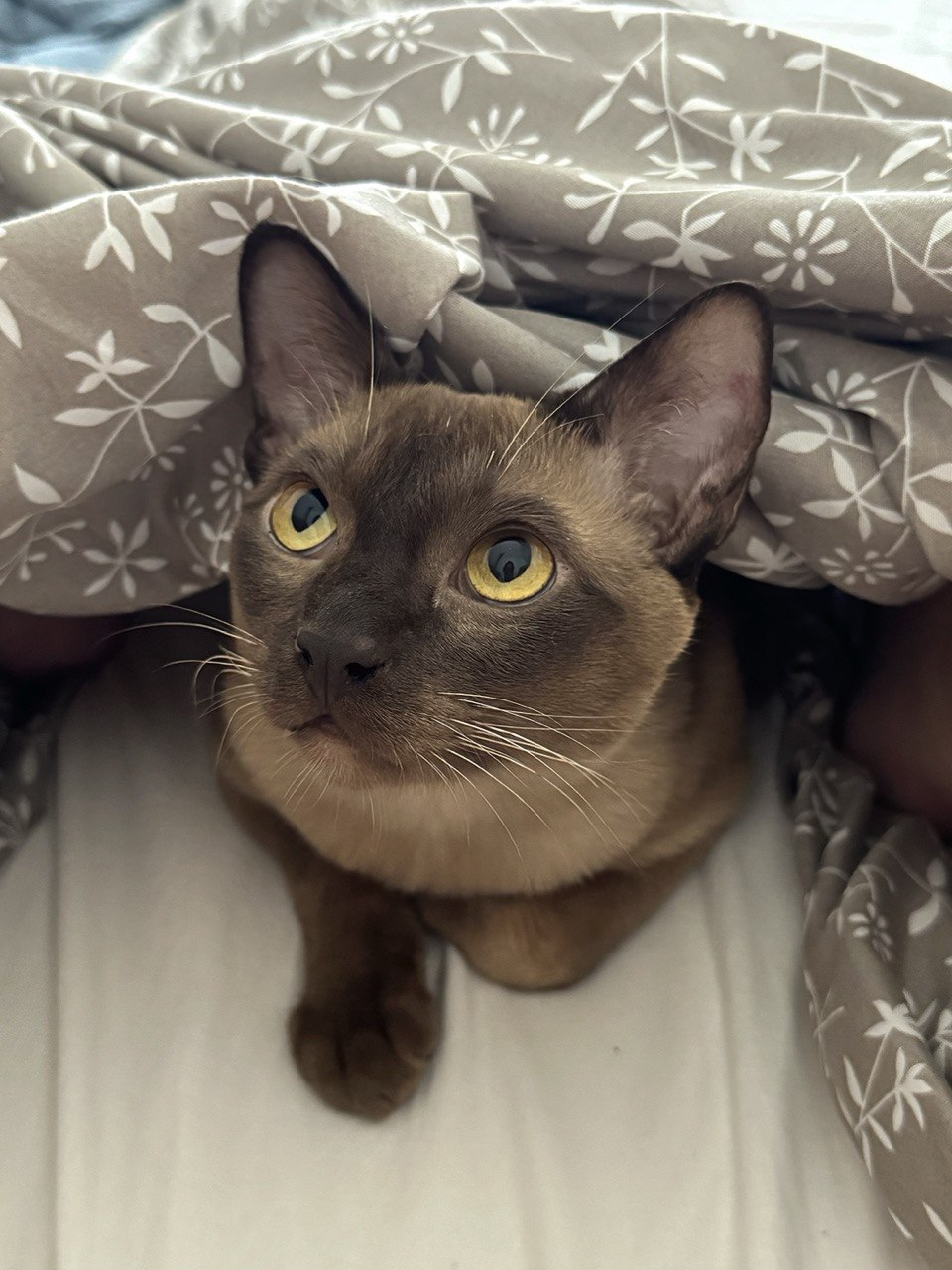 Anastasiia - Lisboa - Cat Sitting