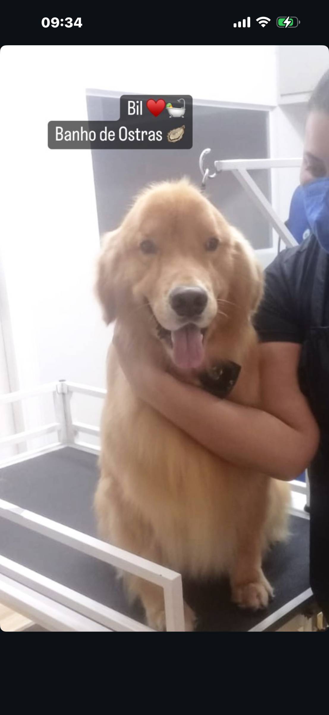 Lidiane - Sintra - Cuidados para Animais de Estimação