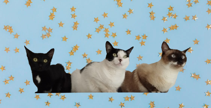 Carla Ferreira - Braga - Cat Sitting