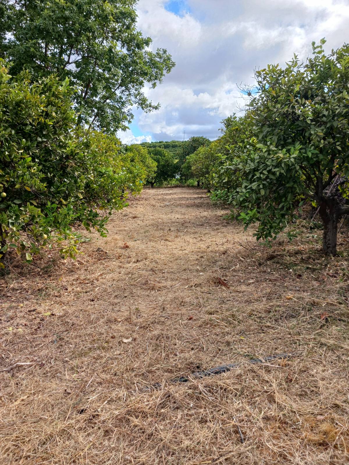 Rafael Nobre - Silves - Remoção de Tronco de Árvore