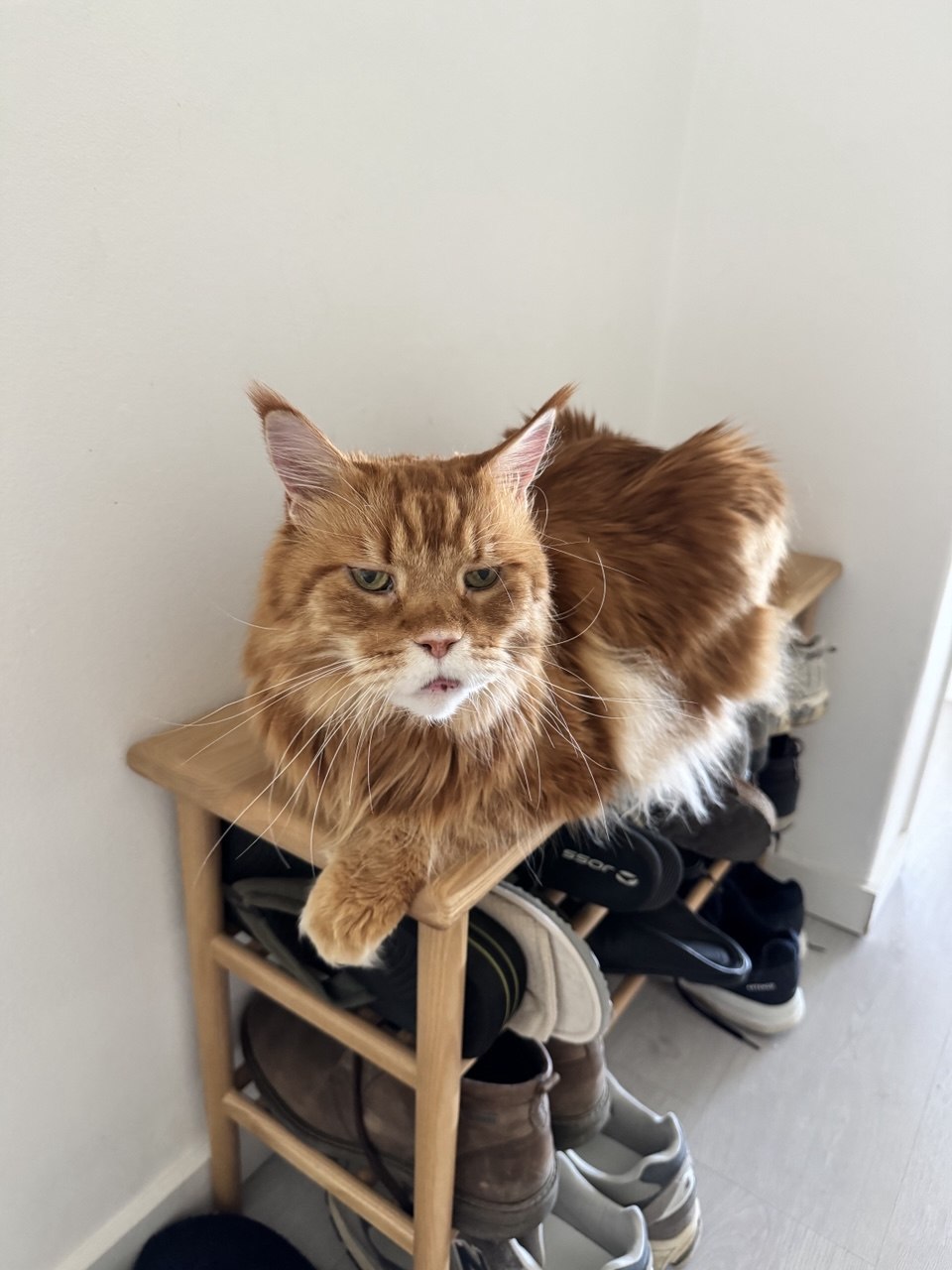 Anastasiia - Lisboa - Pet Sitting