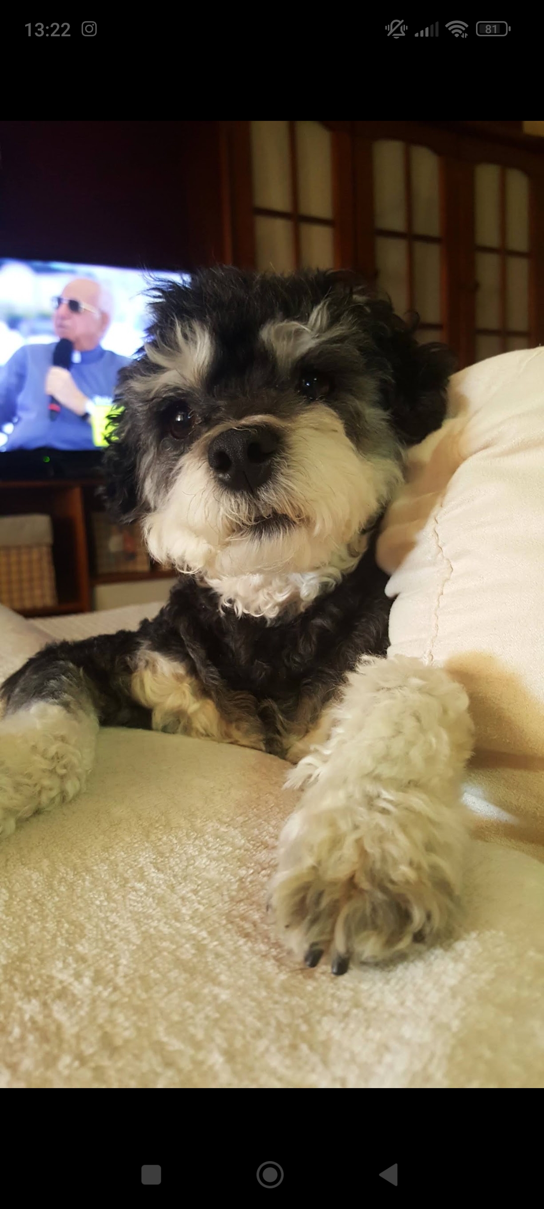 Carolina Cancelinha - Maia - Hundepension