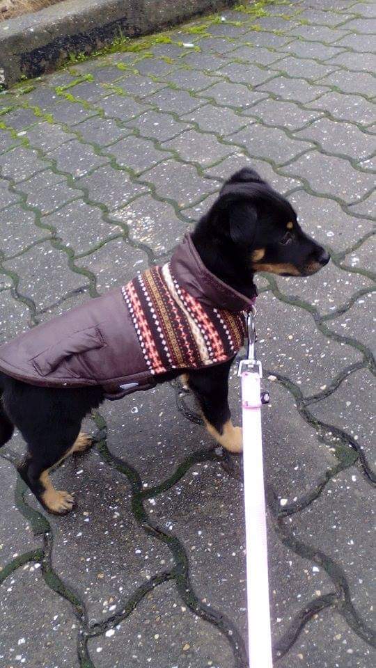 Catarina Silva - Évora - Paseador de perros