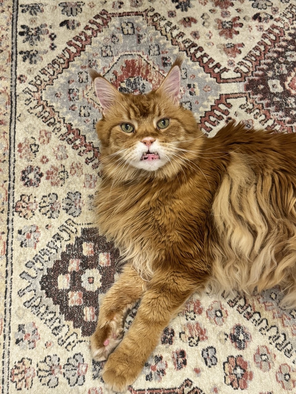 Anastasiia - Lisboa - Cat Sitting