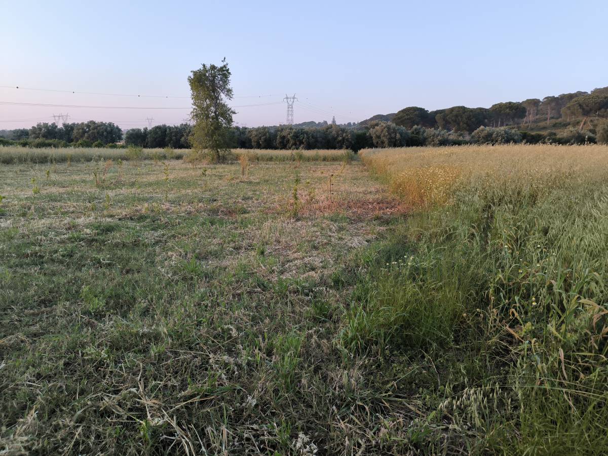 Rpr ambiente - Almada - Eliminación de arbustos