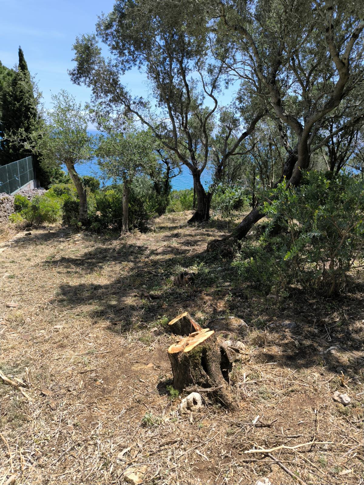 Rpr ambiente - Almada - Trituración y eliminación de tocones