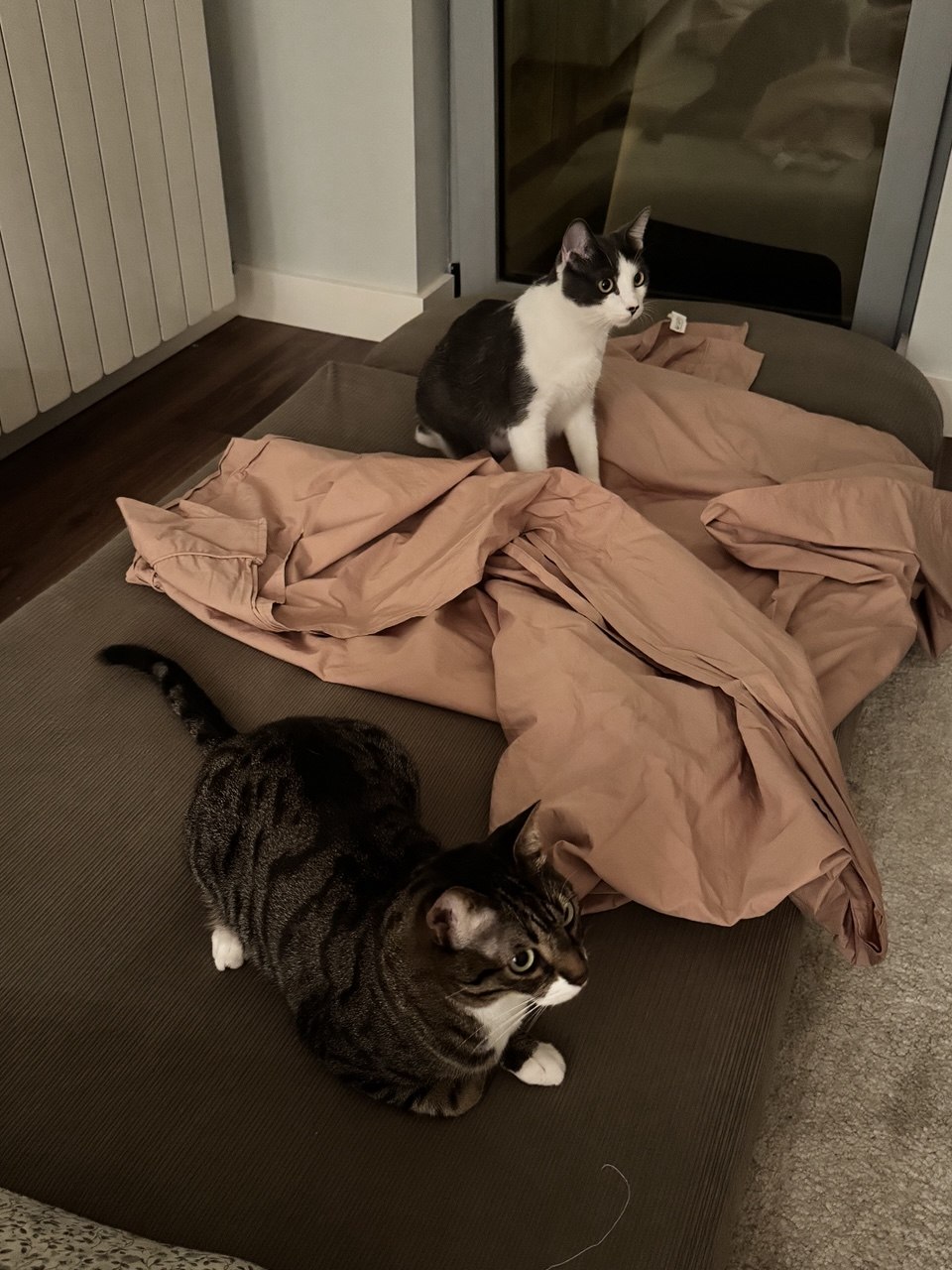 Anastasiia - Lisboa - Pet Sitting and Walking