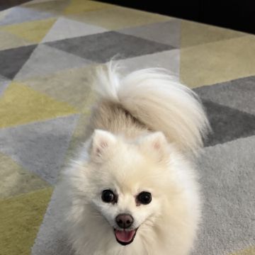 Anastasiia - Lisboa - Pet Sitting