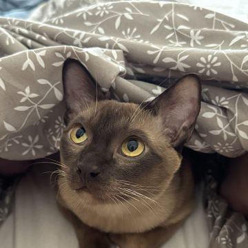 Anastasiia - Lisboa - Cat Sitting