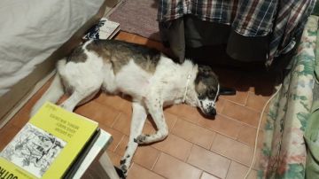 Hotel para Cães - Animais