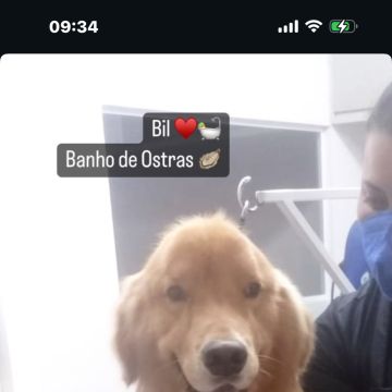 Lidiane - Sintra - Cuidados para Animais de Estimação