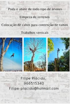Filipeplacidoarborista - Maia - Tree Trimming and Maintenance