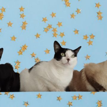 Carla Ferreira - Braga - Cat Sitting