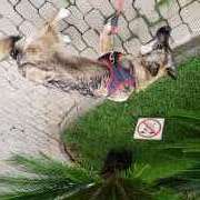 Gabriel - Odivelas - Baths and Grooming for Animals