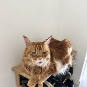 Anastasiia - Lisboa - Pet Sitting