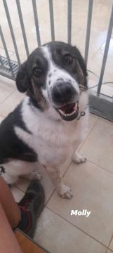 Hotel para Cães