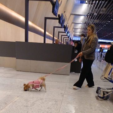 Mariane - Porto - Banhos e Tosquias para Animais