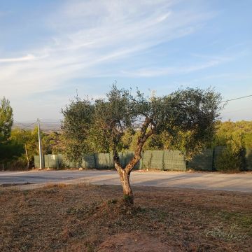 Rafael Nobre - Silves - Remoção de Arbustos