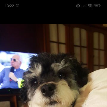 Carolina Cancelinha - Maia - Hundepension