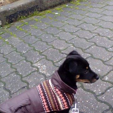 Catarina Silva - Évora - Dog Walking