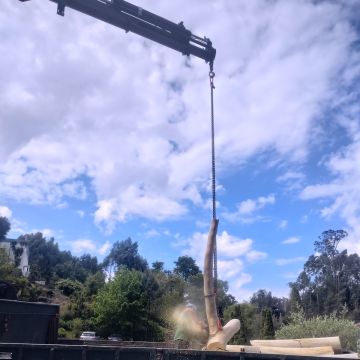 Filipeplacidoarborista - Maia - Tree Stump Grinding and Removal