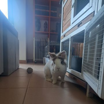 Bruna Fonseca - Gondomar - Baths and Grooming for Animals