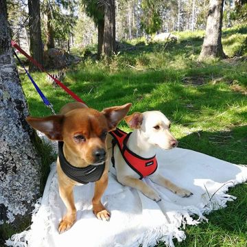 Catarina Silva - Évora - Pet Sitting and Walking
