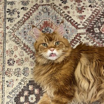 Anastasiia - Lisboa - Cat Sitting
