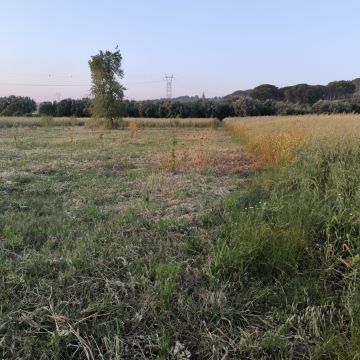 Rpr ambiente - Almada - Eliminación de arbustos