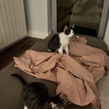 Anastasiia - Lisboa - Pet Sitting and Walking