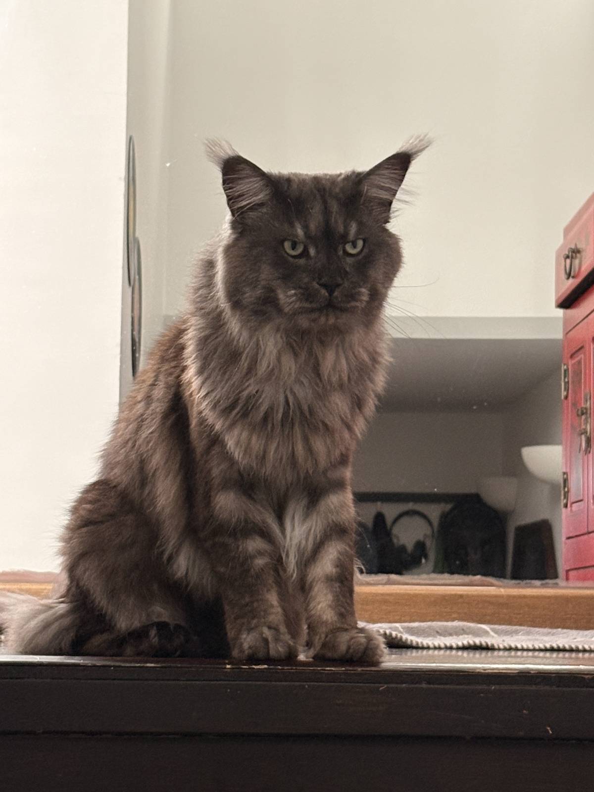Pet Care Service - Cascais - Pet Sitting
