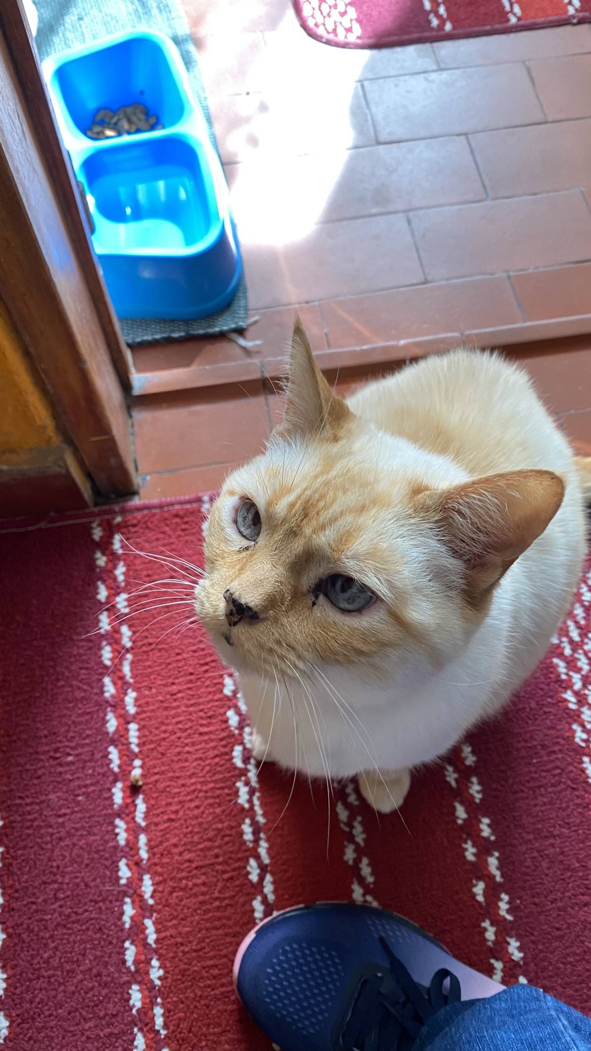 Mariana simões - Lisboa - Cat Sitting