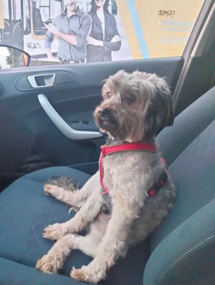 Tiago Neves - Lisboa - Pet Sitting and Walking