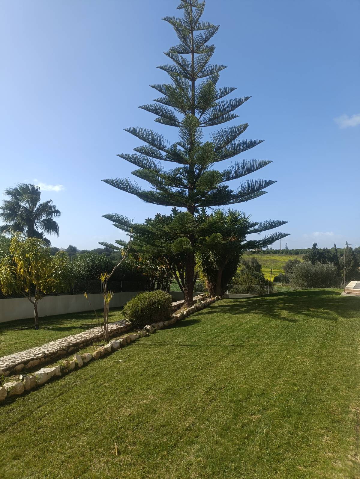 Império Verde - Portimão - Tree Stump Grinding and Removal