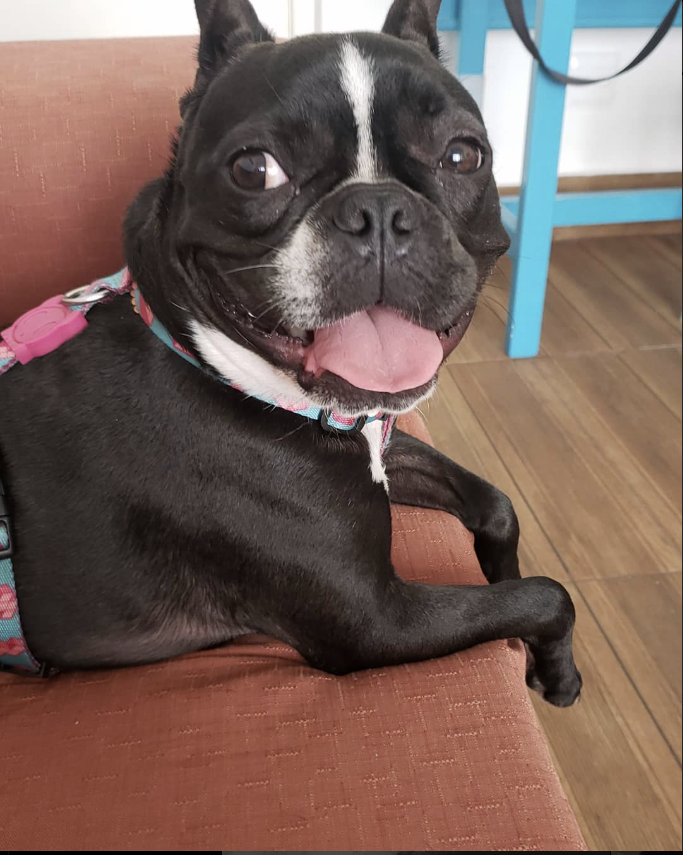 Liz - Aveiro - Pet Sitting