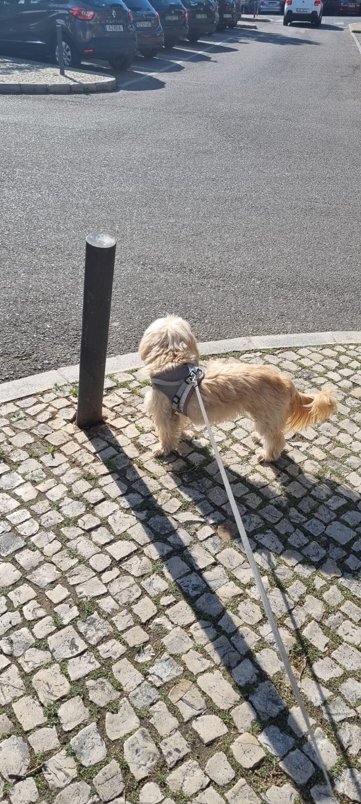 Maira Ramos - Almada - Promenade de chiens