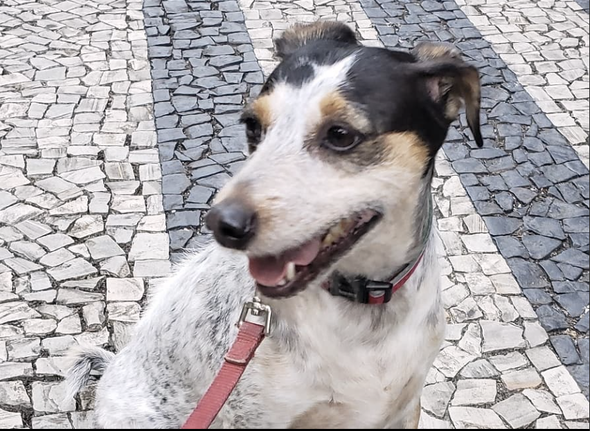 Liz - Aveiro - Haustiere - Pflege