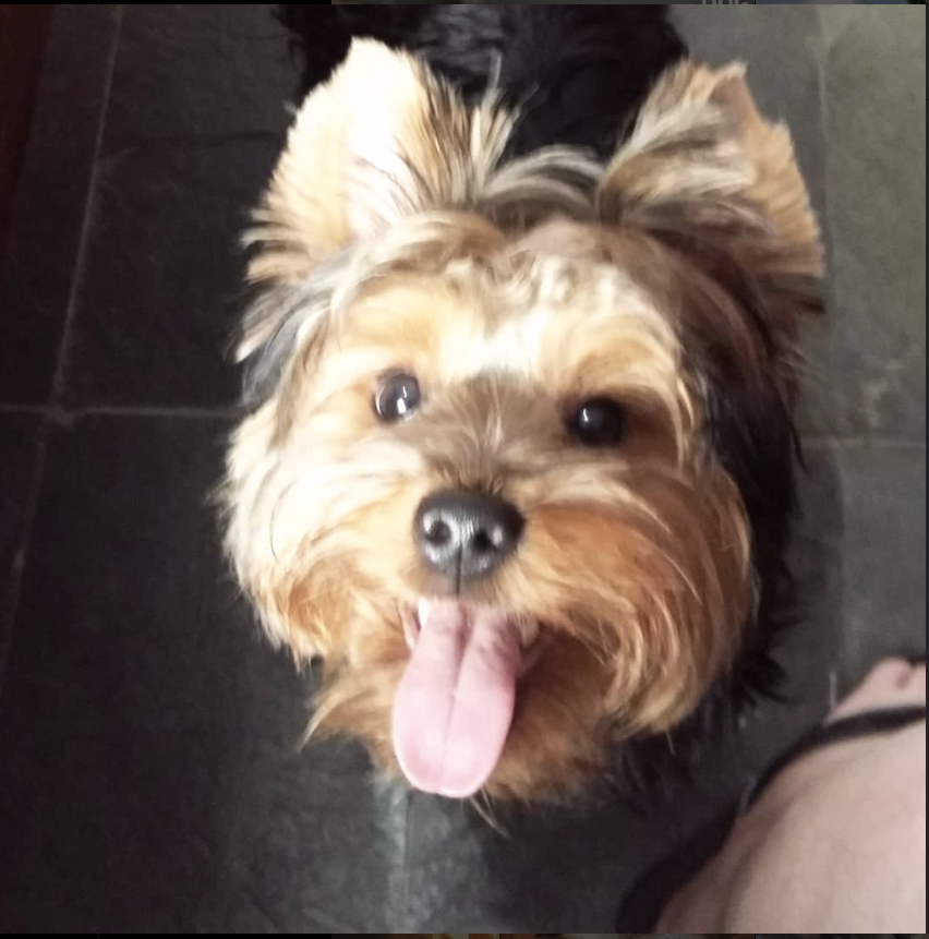 Liz - Aveiro - Hundeausführung